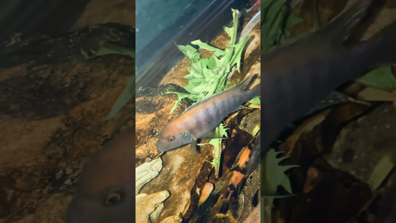 Trying Dandelion Greens In Mbuna Tank 