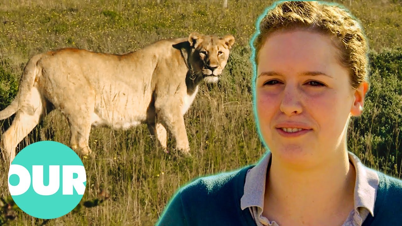 Trainee Vet Meets Lion For The First Time | Safari Vet School Ep2 | Our Stories
