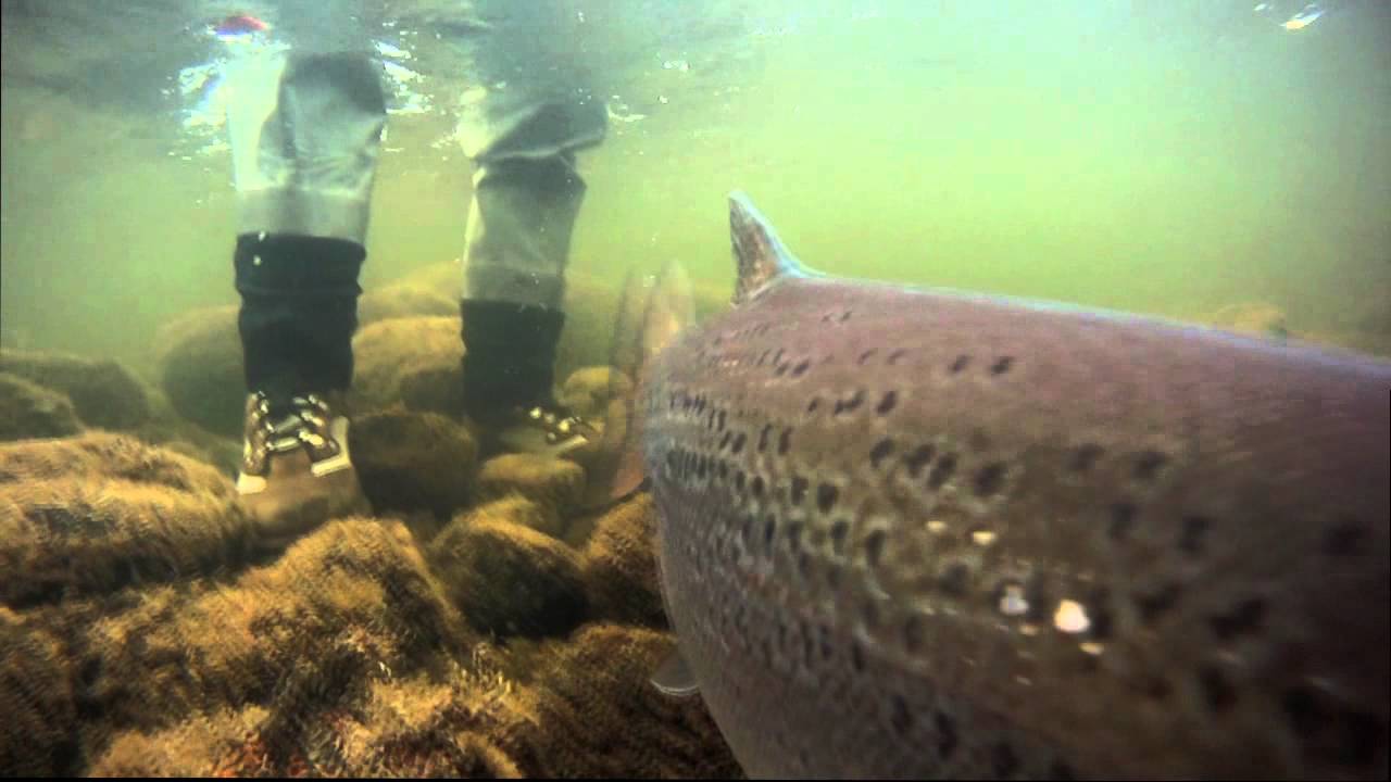 Hunt River Lodge :: Atlantic Rivers
