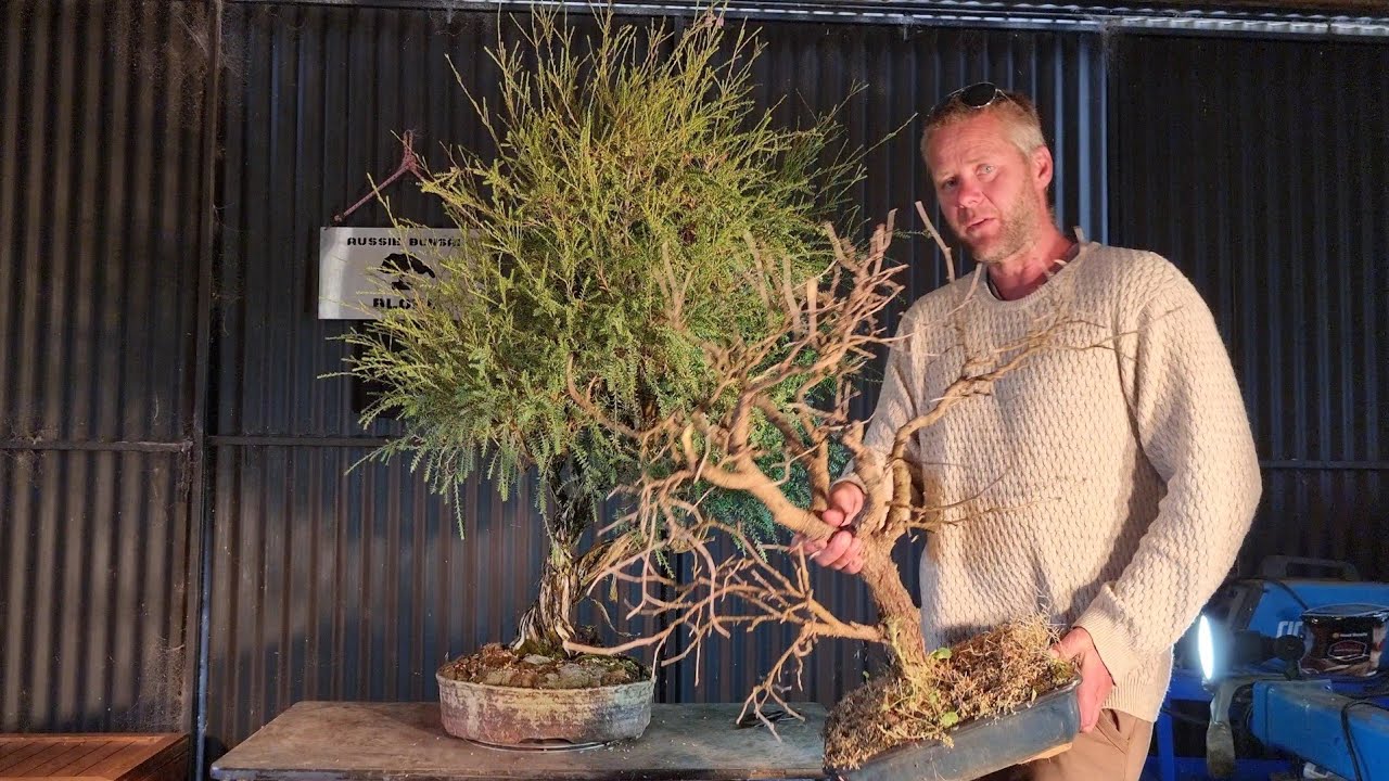 Aussie Bonsai Bloke is Back (For Now) Mallee Style Bonsai