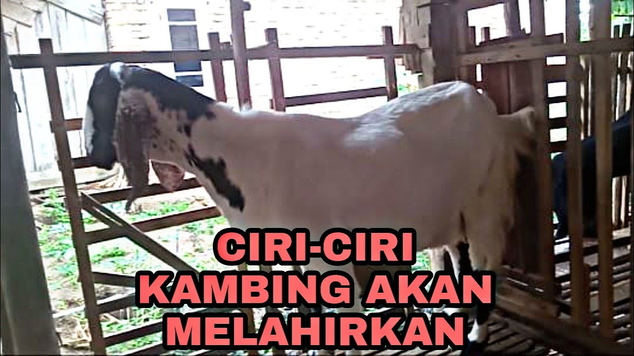 Memahami Kambing Yang Mau Melahirkan
