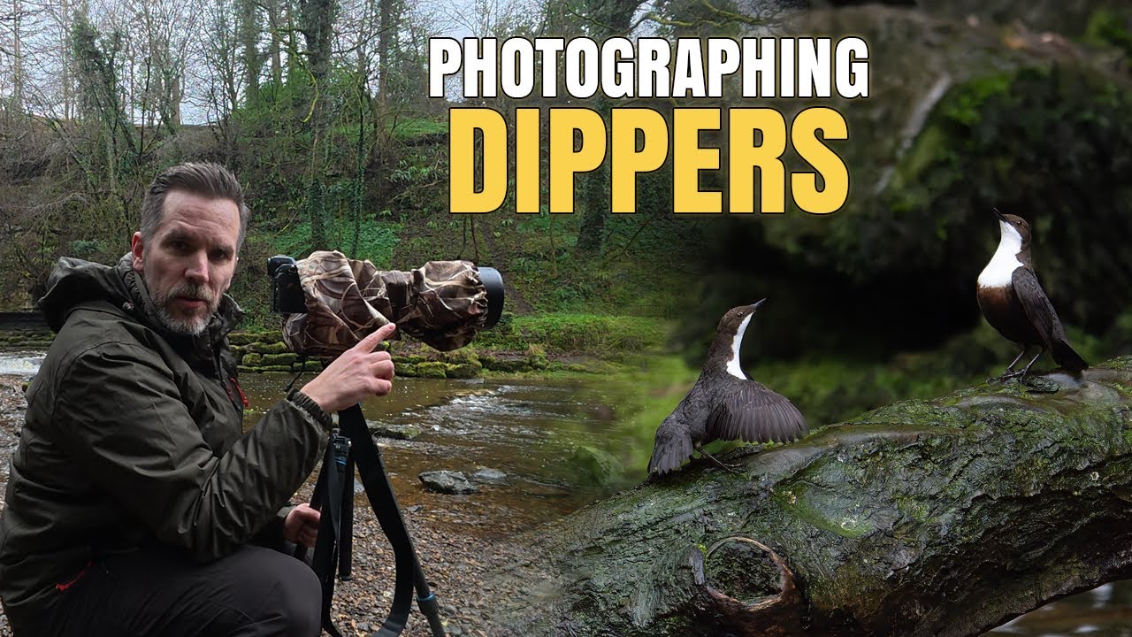 Photographing Dippers in the Yorkshire Dales || Wildlife Photography || Nikon Z8