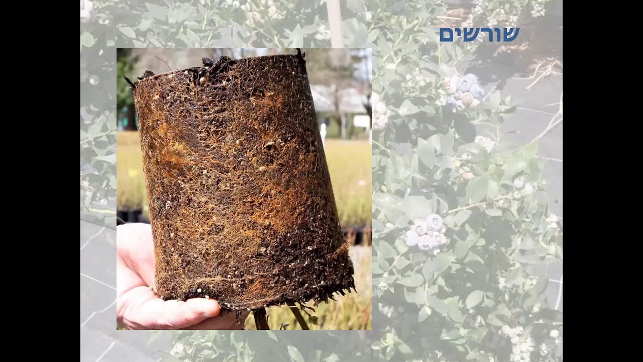 אוכמניות, צמח האוכמניות - היכרות מקרוב עם הצמח לצורך גידול נכון ומיטבי מותאם לישראל. אוכמניות בישראל