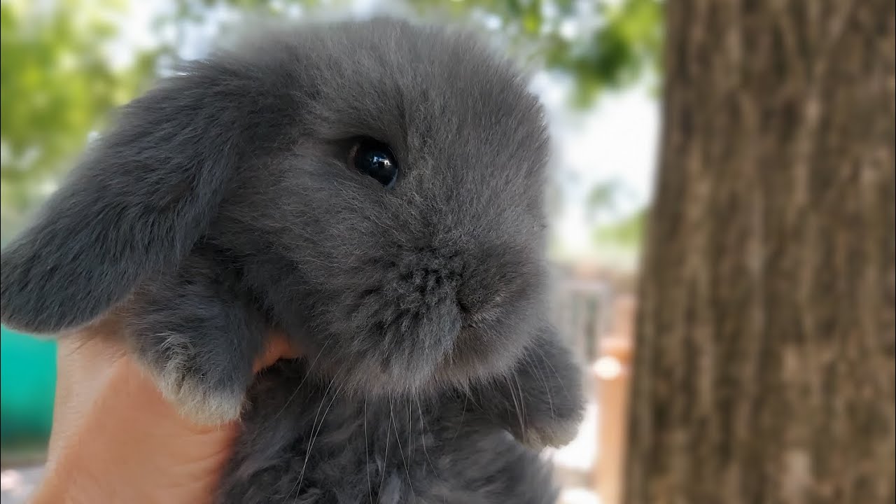 MINILOP..ARIETE NANI..CUCCIOLI CON TANTO AMORE