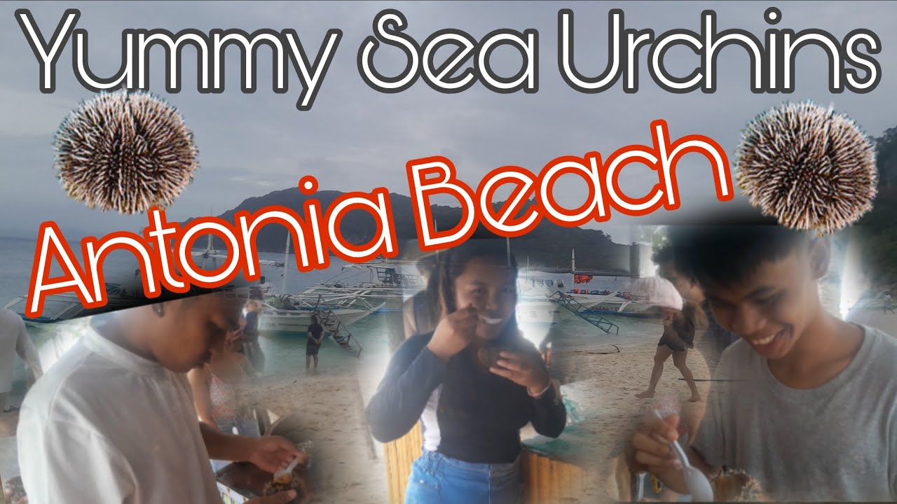 Antonia Beach and have a Yummy Sea Urchins #beach #adventure 