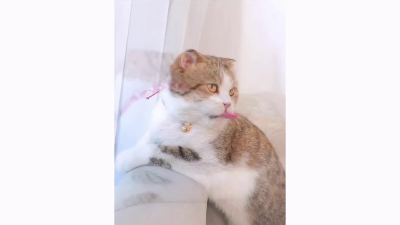 Adjustable Traditional Japanese Cat Collar Demo