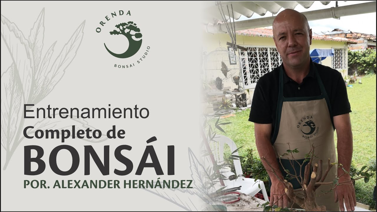 Entrenamiento completo de Bonsái -  Guayabo Jaboticaba - Orenda Bonsái Studio