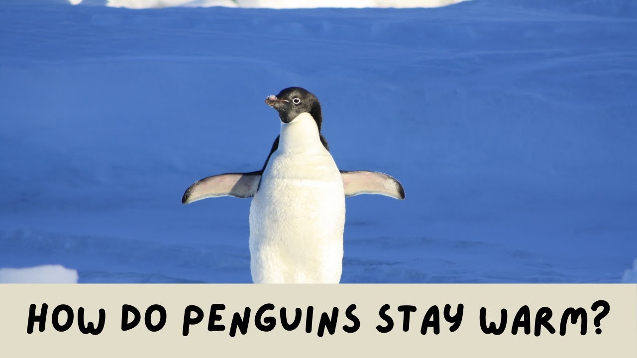 How Do Penguins Stay Warm?