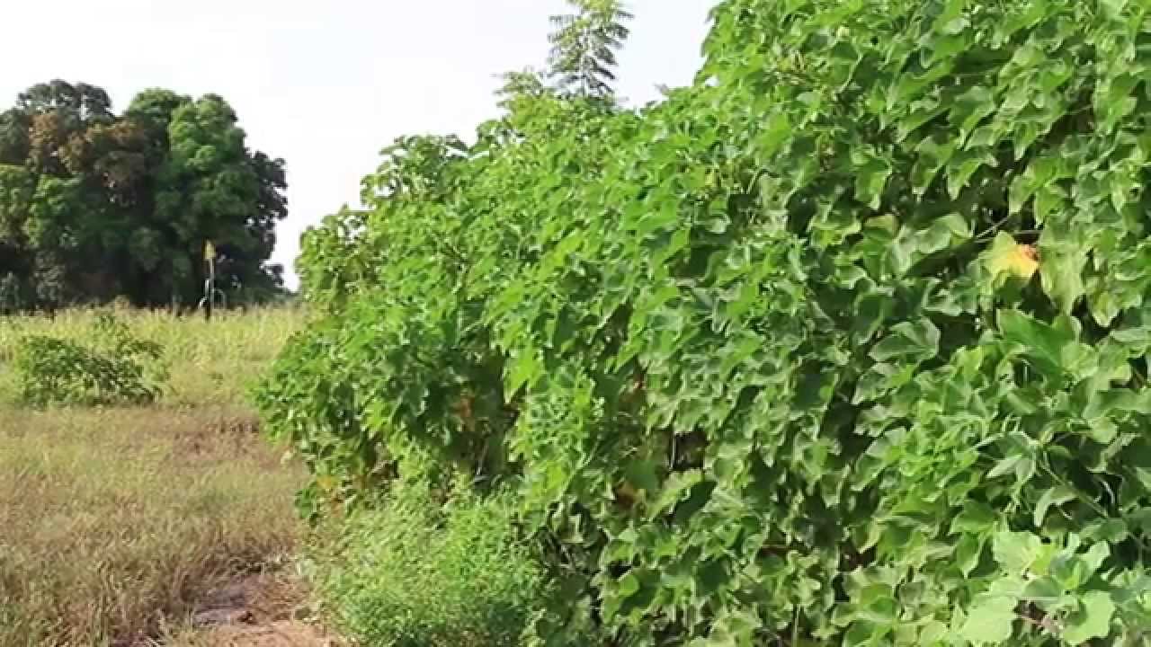 Du jatropha, de l'énergie