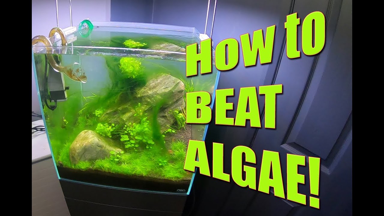 How to beat and get rid of green hair algae!
