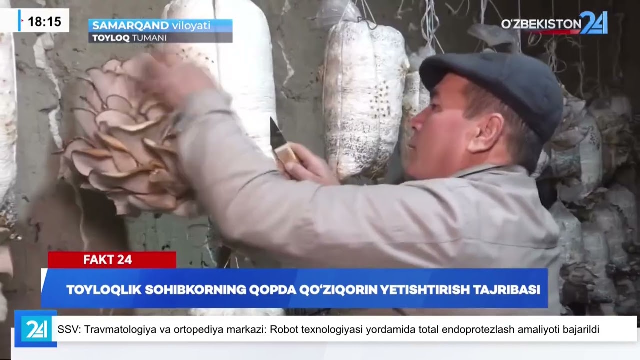 Fakt 24 | Toyloqlik sohibkorning qopda qo‘ziqorin yetishtirish tajribasi