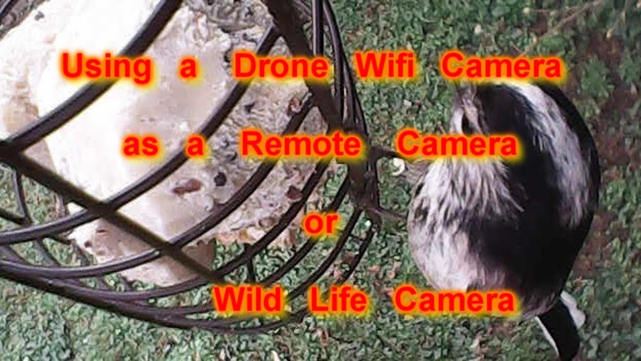 Long-tailed Tits Close up - wifi drone camera converted for wild life