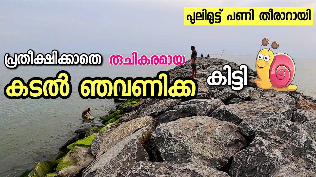 പ്രതീക്ഷിക്കാതെ കുറച്ചു കടൽ ഞവണിക്ക കിട്ടി 😋 | seasnail catching