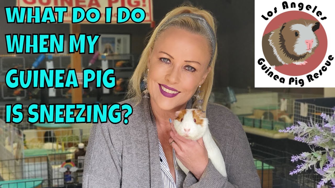 What to Do When Your Guinea Pig is Sneezing?