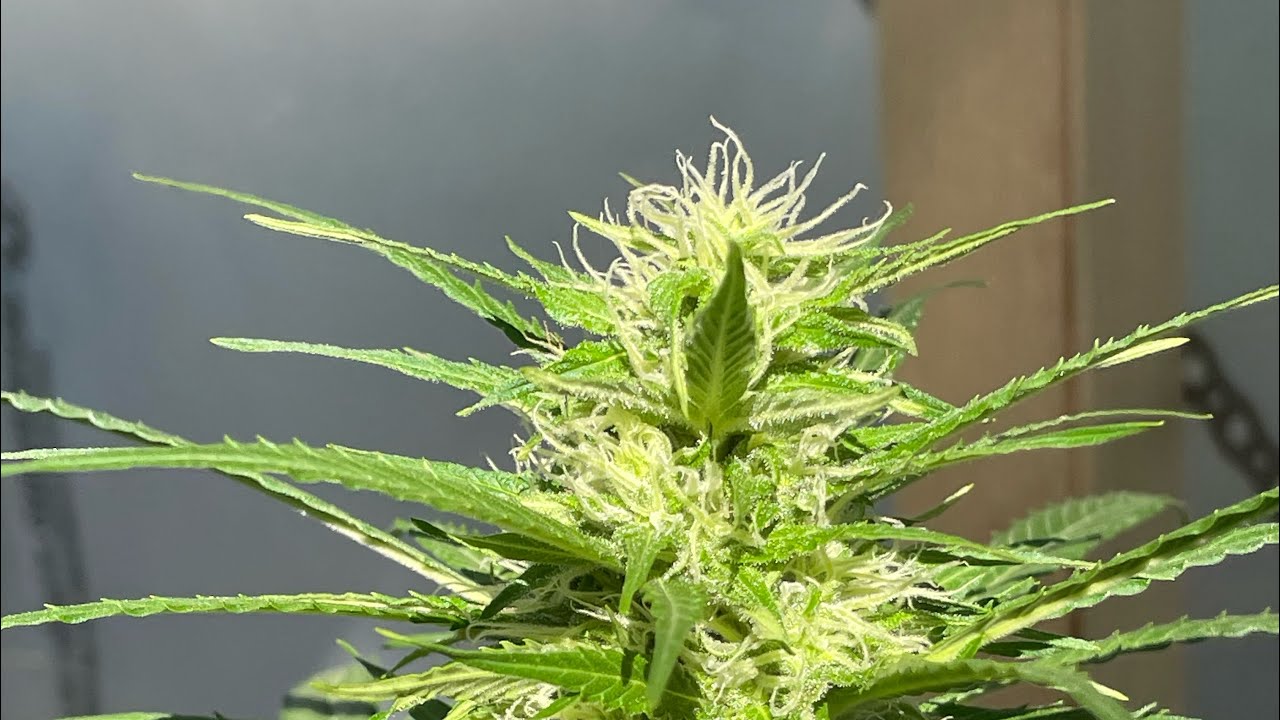 Outdoor Cannabis Grow in Greenhouse- Autoflowering Cannabis