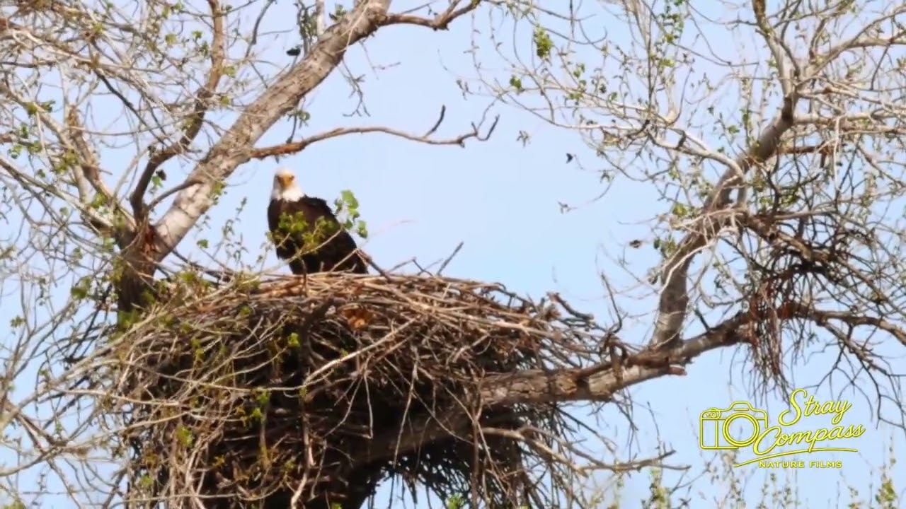 Stray Compass Life - Eagle Watch 2026 - 20 February 2026
