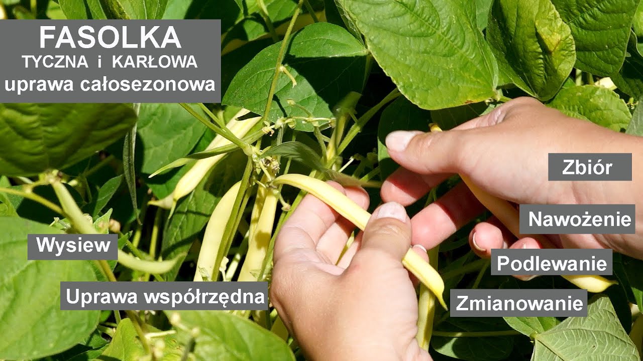 Fasolka szparagowa - tyczna i karłowa. Jak mieć obfite plony fasolki?