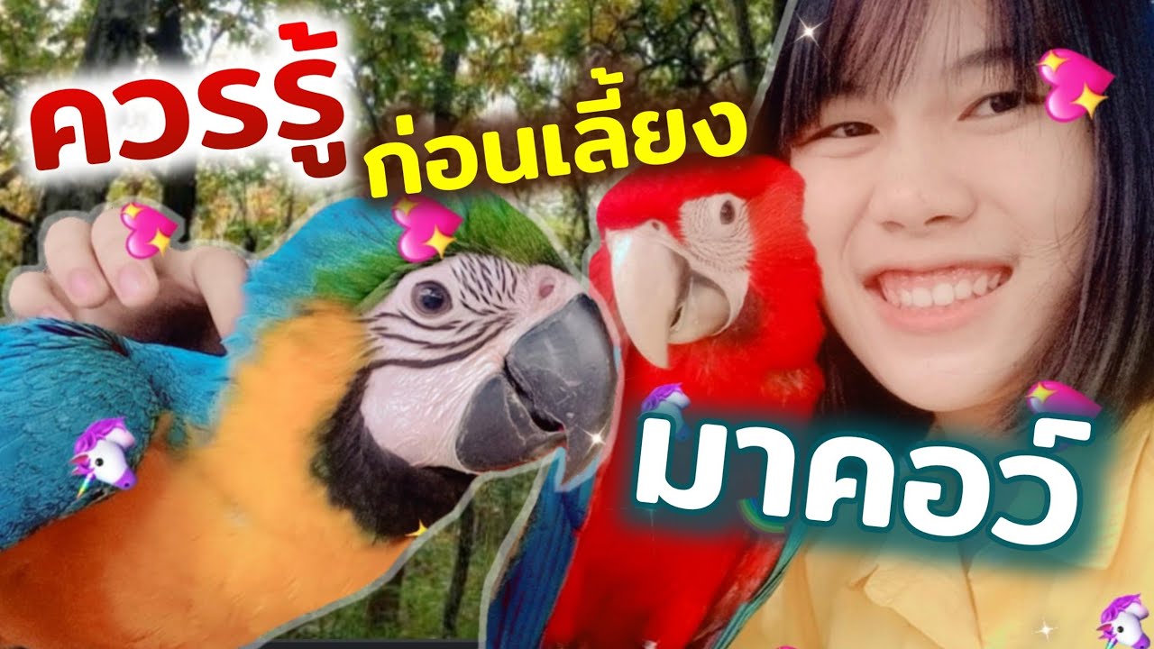 ควรรู้!!! ก่อนเลี้ยงนกเเก้ว “มาคอว์”