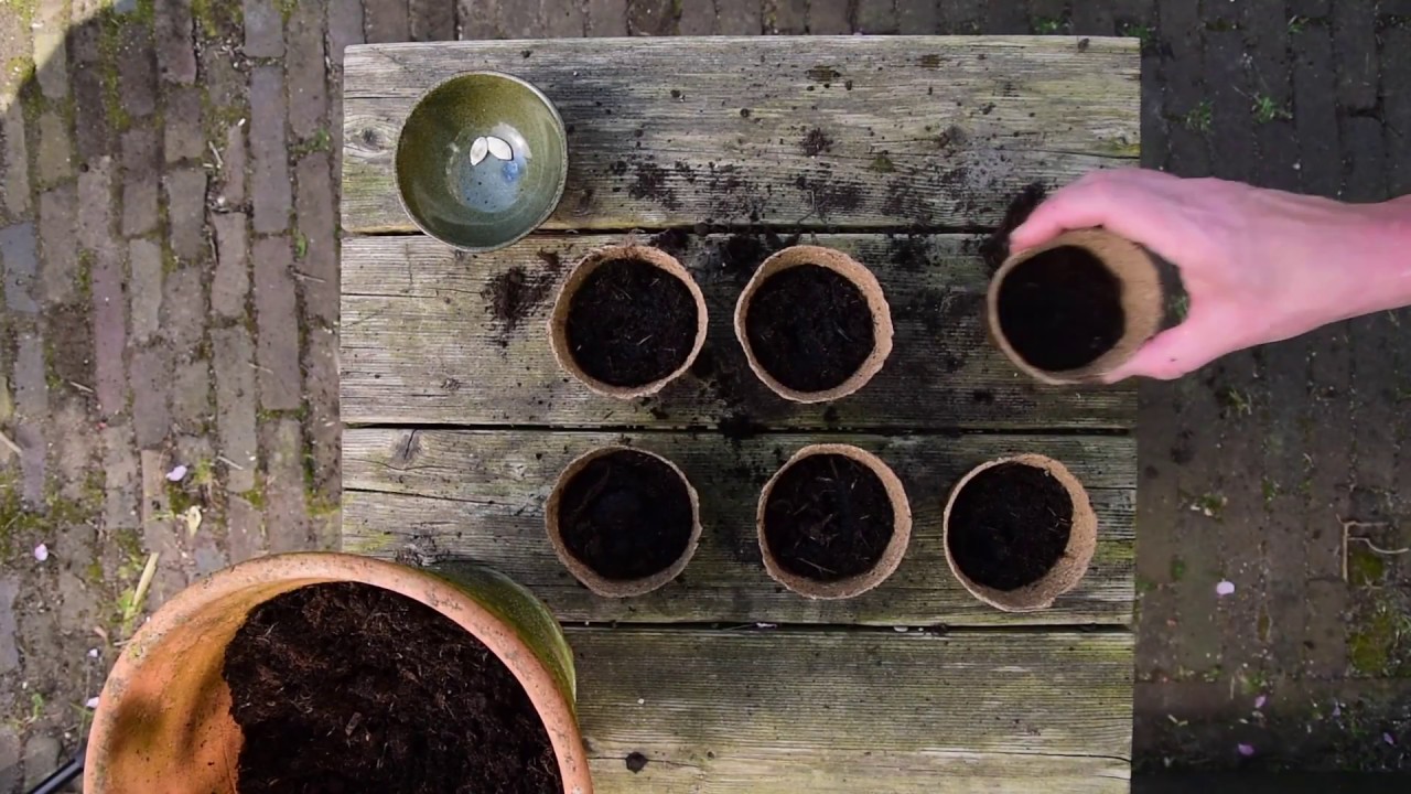 In de Moestuin: zo zaai je platte zaden
