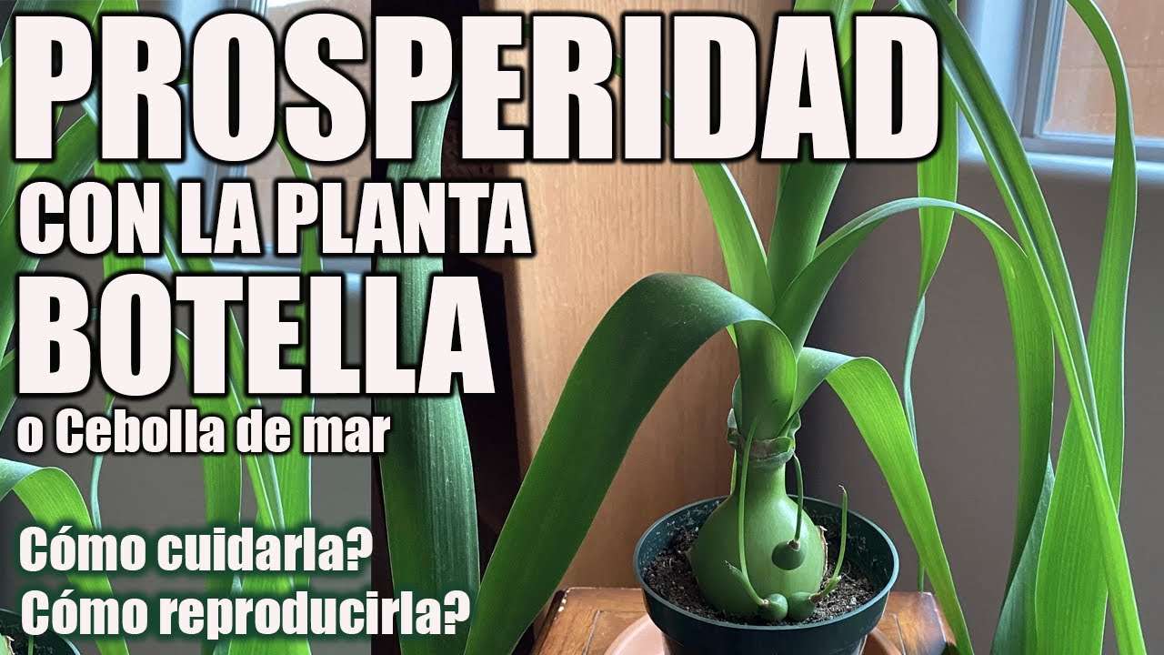 LA PLANTA BOTELLA o DE LA PROSPERIDAD - El jardin de Monii