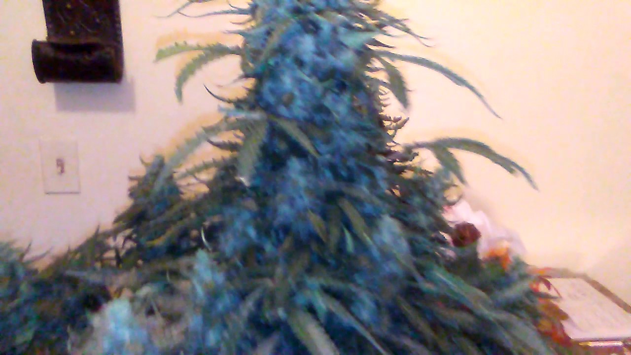 Ak47 autoflower week 8 day 56 from seed