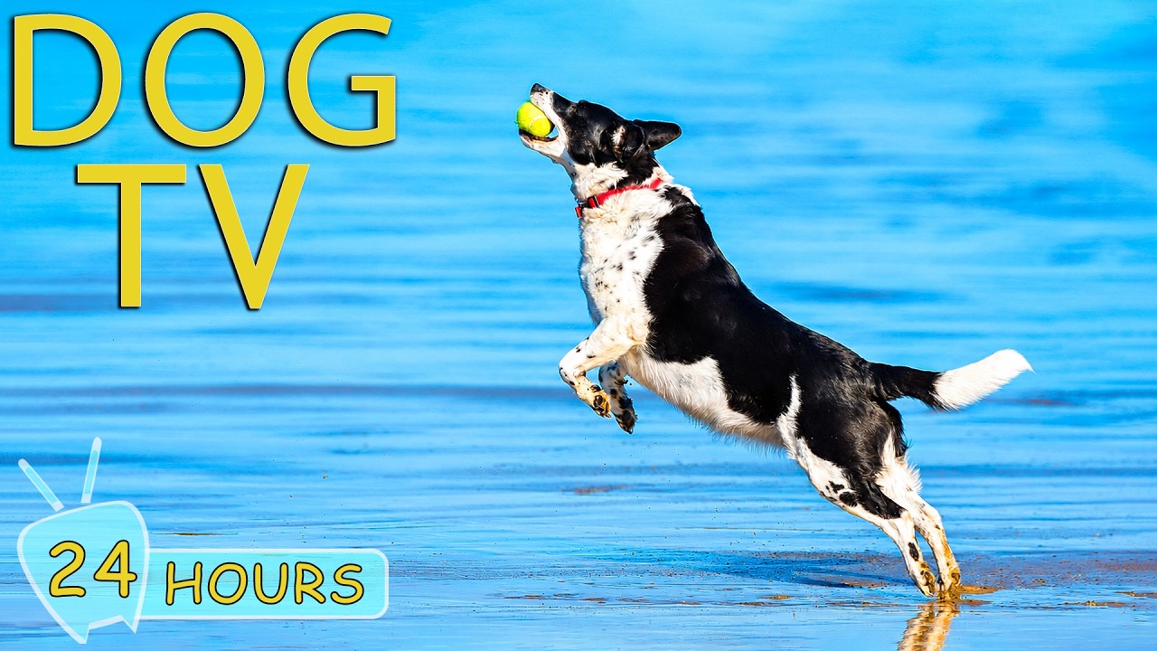 DOG TV: Best Video Anti-Anxiety for Dogs to Watch Help Relax All Day - Ultimate Music for Dogs
