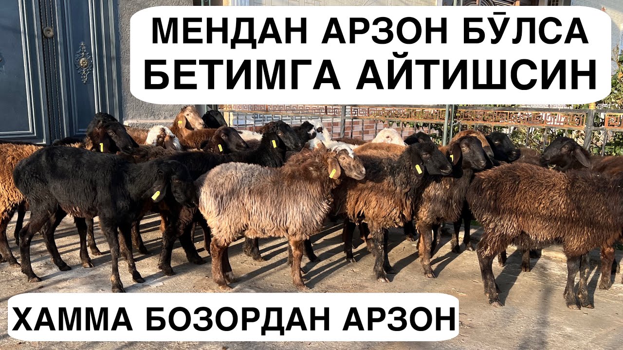 БОЗОРДАН АРЗОНЛИГИ АНАҚ. ☎️+998992565251