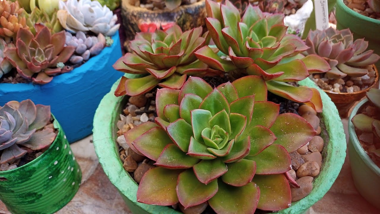 Suculentas bem rústicas e com cores sensacionais!