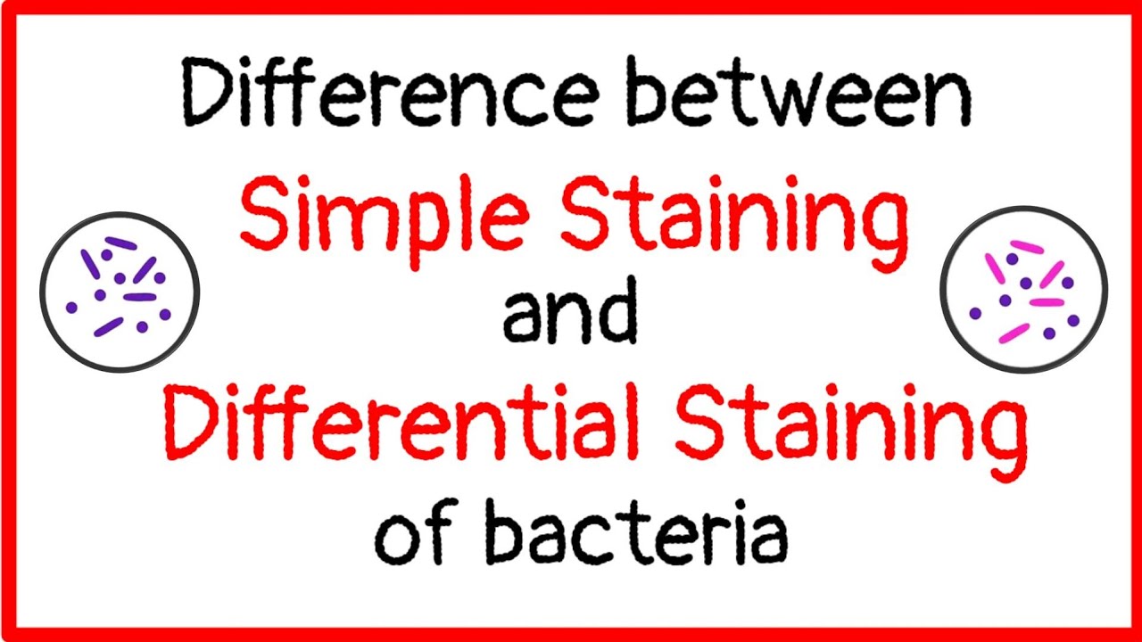 Difference between simple and differential staining of bacteria |