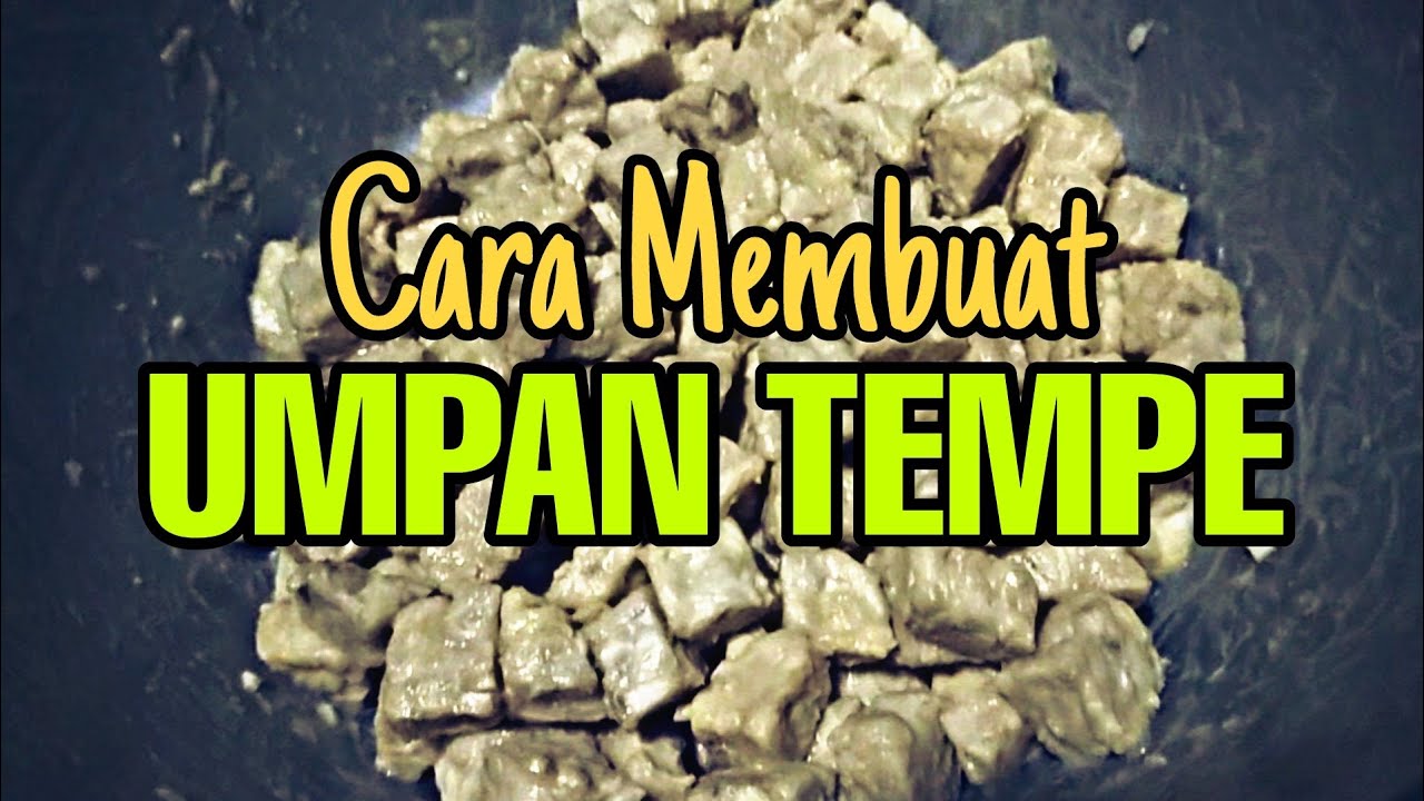 Cara membuat Umpan Tempe untuk Ikan Patik