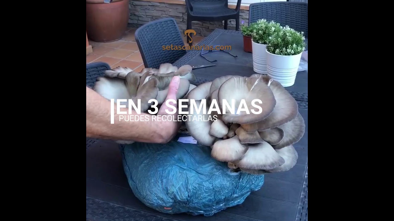 Sacos de cultivo de seta de ostra (pacas de setas)#setascanarias,#cultivosetas,#cultivarsetas