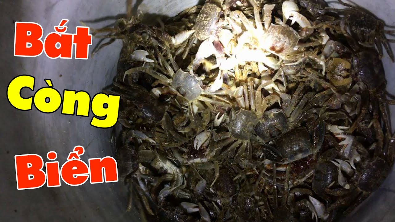 Bắt Còng Biển Còng Gió Siêu Đơn Giản - Hành Trình Săn Đêm -【SĂN HÁI TV】
