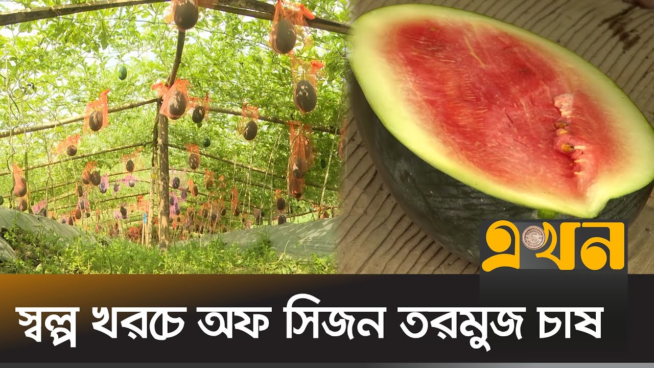 অসময়ের তরমুজে ভাগ্য বদলাচ্ছে কৃষকদের  | Agriculture News | Ekhon TV