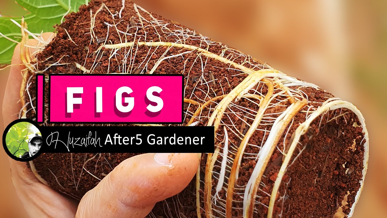 Cara Semai Keratan Pokok Tin || How to Propagate Fig Tree from Cuttings