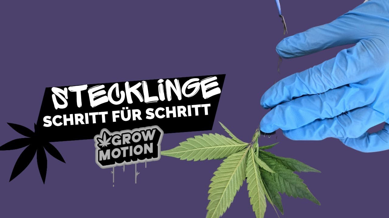 Stecklinge schneiden - Cannabis Anbau  | Schritt für Schritt