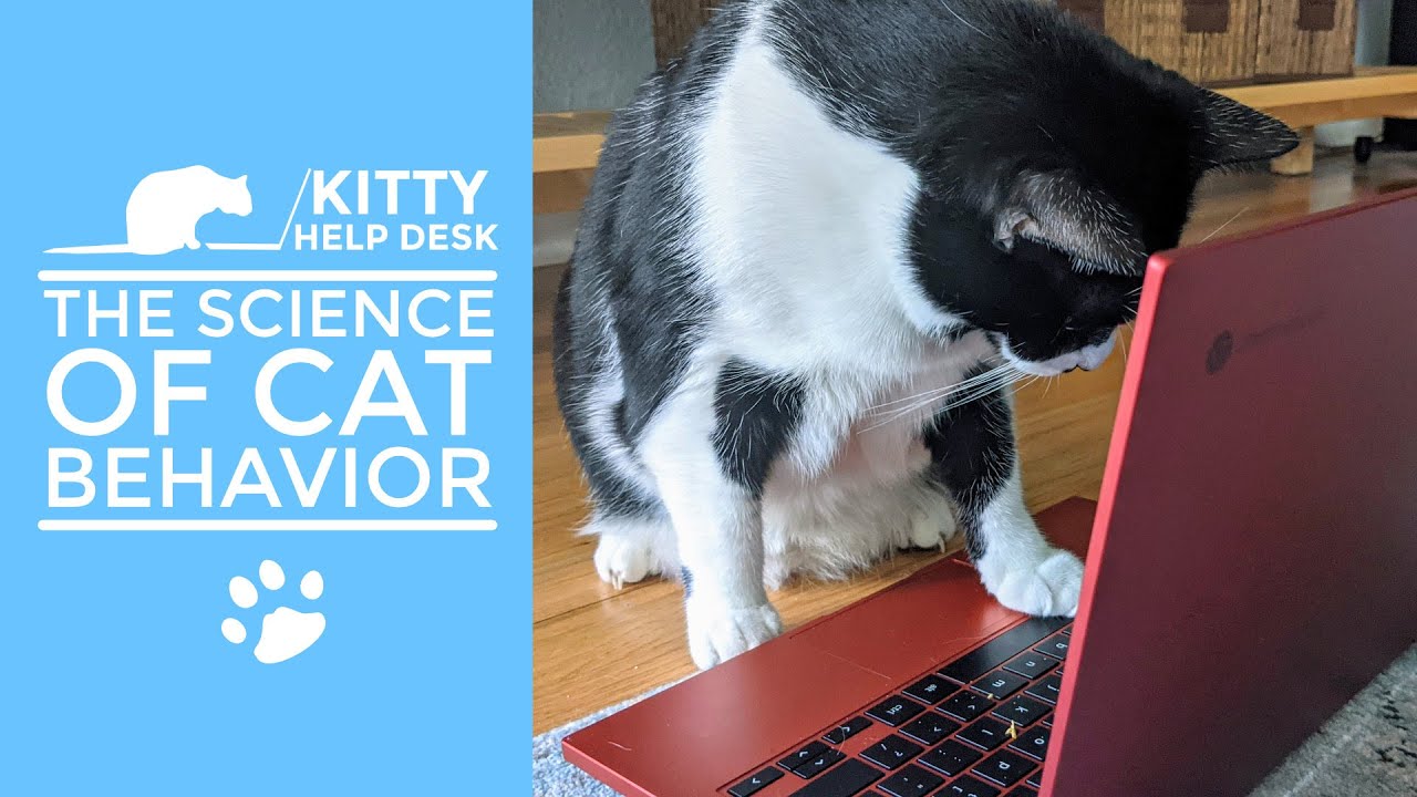 Cat Science vs. Cat Belief