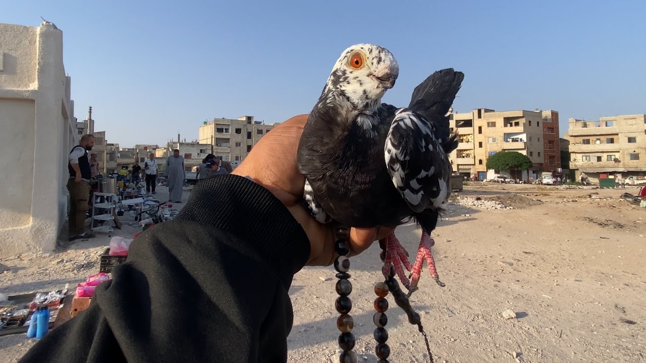 سعر مليون ليرة😮🔥 بواز سود بالسوق