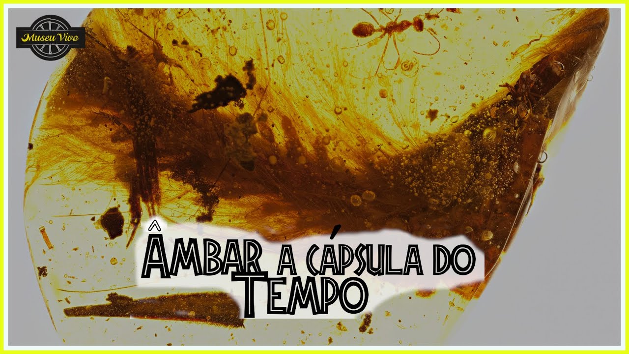 Âmbar a Resina Fossilizada