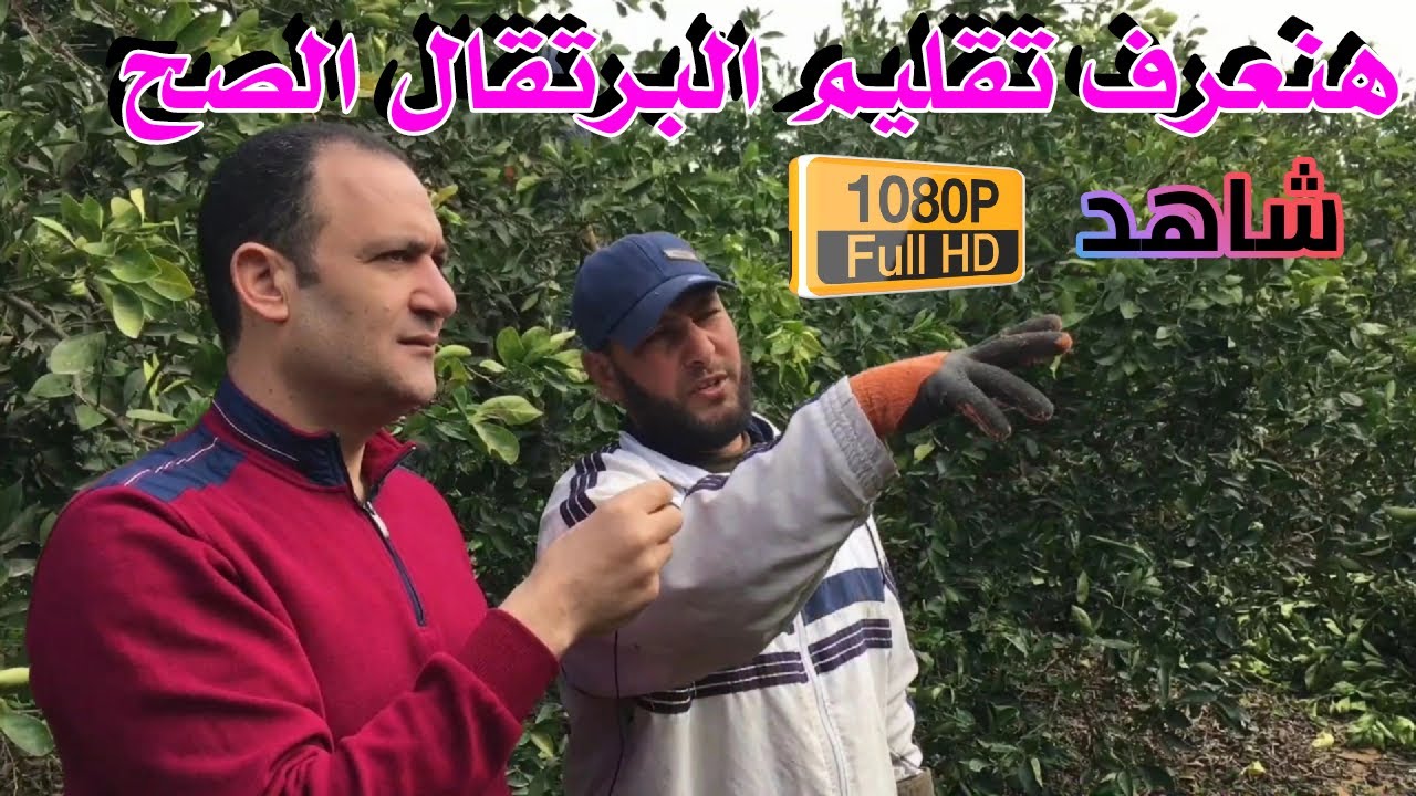 فنايات تقليم برتقال ابوصره وافضل ميعاد شاهد بجوده عاليه