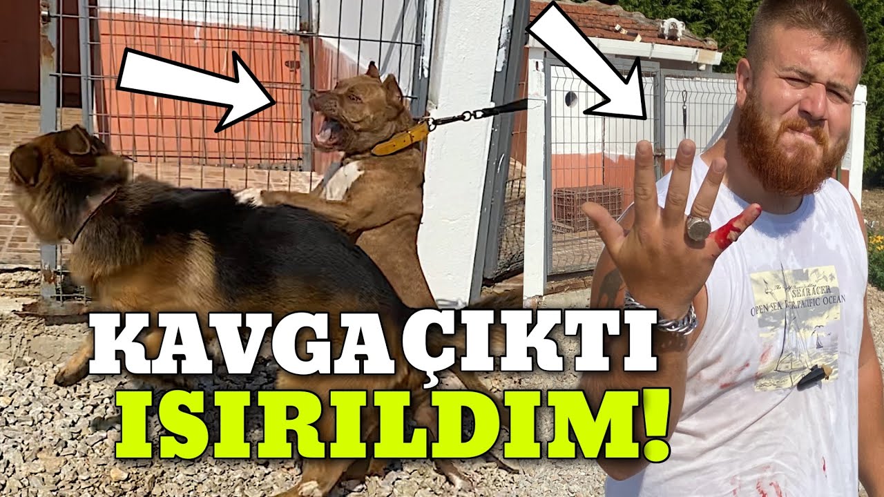 Pitbull REİNA KURT TESLA’YA DALDI ELİMİ ISIRDILAR!