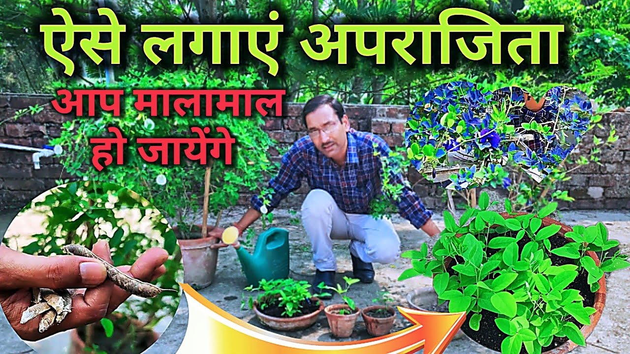 अपराजिता का पौधा कैसे लगाएं? इस पर अधिक फूल कैसे पाएं? बीज से कैसे लगाएं? कौन सी दिशा में लगाएं?