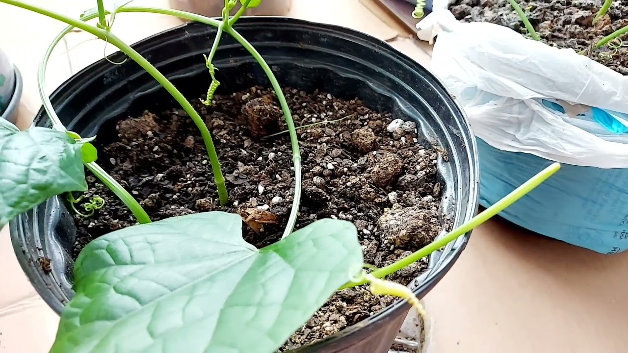 Snowing Outside Chayotes are Growing Bigger Inside