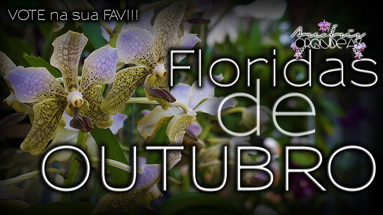 🌿🏳‍🌈💚 ORQUÍDEAS FLORIDAS de OUTUBRO - 2021 #Flor #Orchid #Plantas #Floração #Luxo VOTE na sua FAV!!!