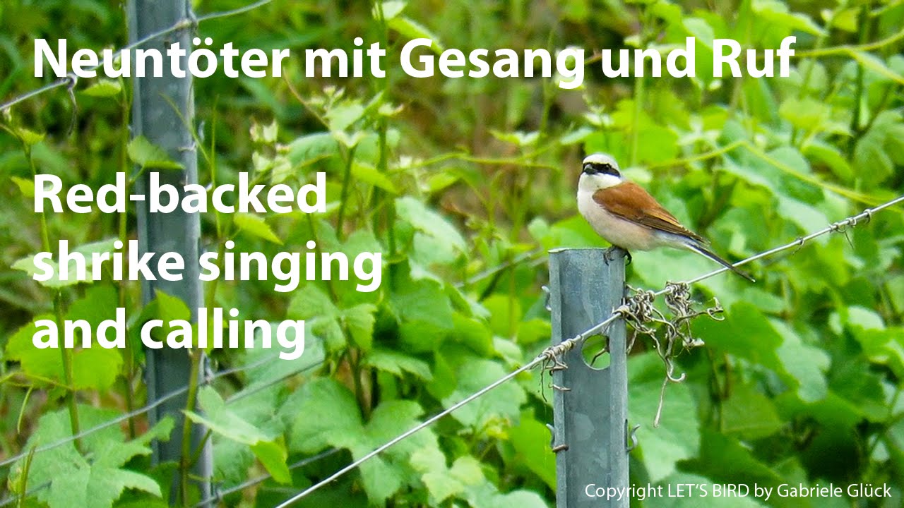 Neunt&ouml;ter mit Gesang und Ruf - Red-backed shrike singing and calling - Lanius collurio