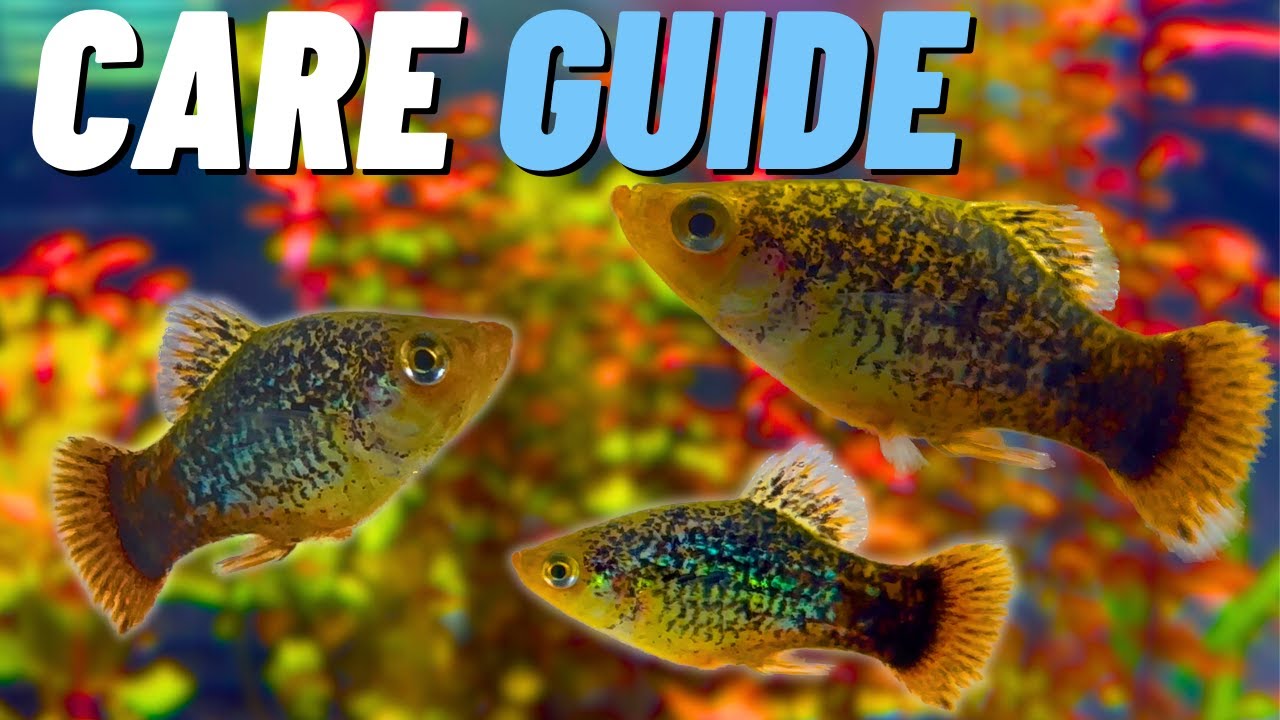 Platy Care Guide | 400-Gallon Community Aquarium | Colorful Additions!