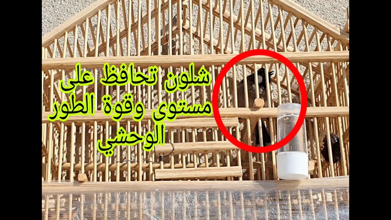 معلومه مهمه تخص البلبل الوحشي؟