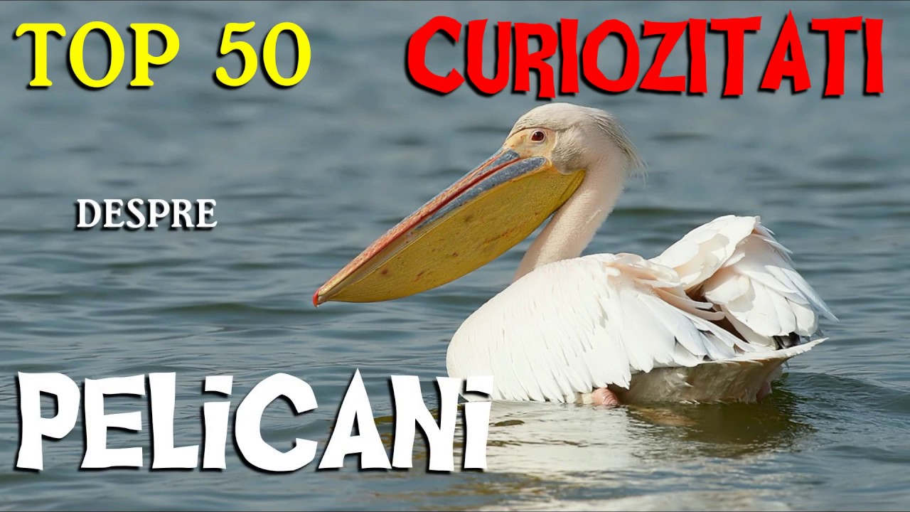 Top 50 curiozitati despre PELICANI
