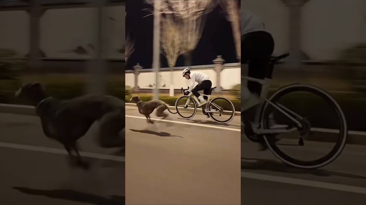 El canino más rápido del mundo.