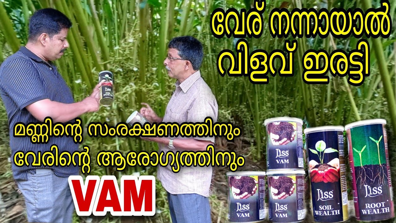 #JISS #VAM #VAM for #cardamom growth വേര് നന്നായാൽ വിളവ് ഇരട്ടി