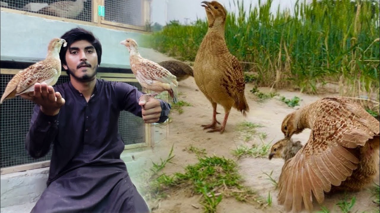 Hand Tame Dakhni Teetar ki Awaz, kala teetar ki awaz, Ground Birds Farming, Hen Hatching Chicks, Hsn